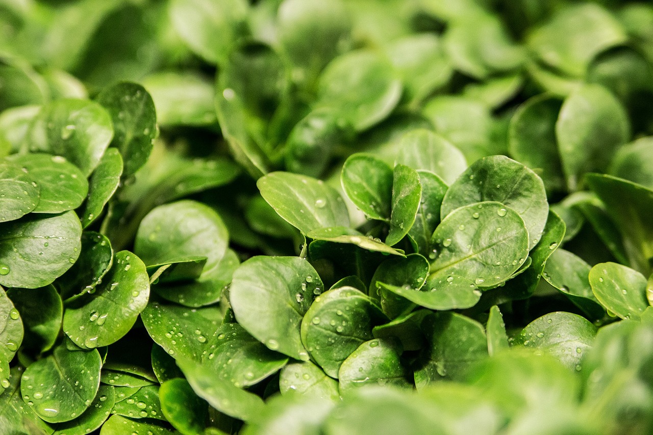 Comment choisir la meilleure essoreuse à salade pour ses besoins